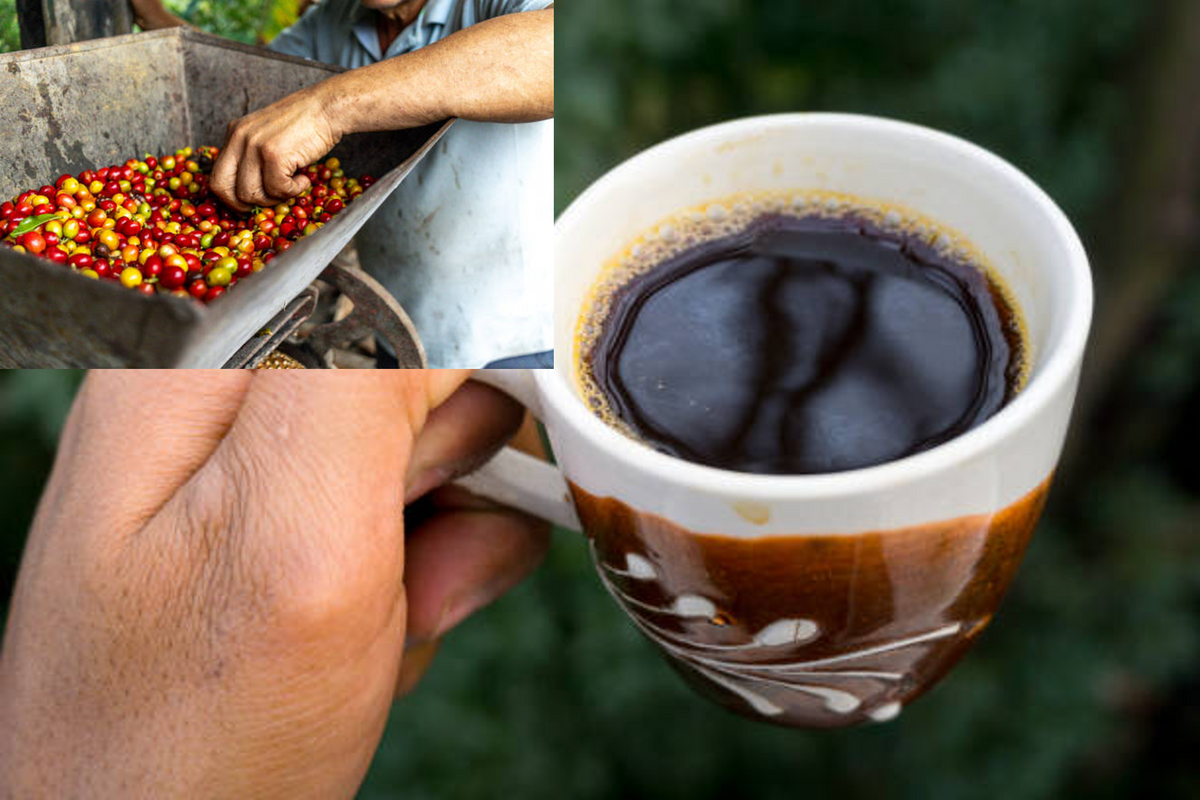 BELOW THE BORDER Costa Rica Coffee