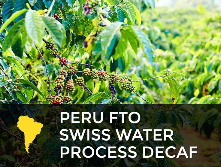 Medium Roast Swiss Water Decaf