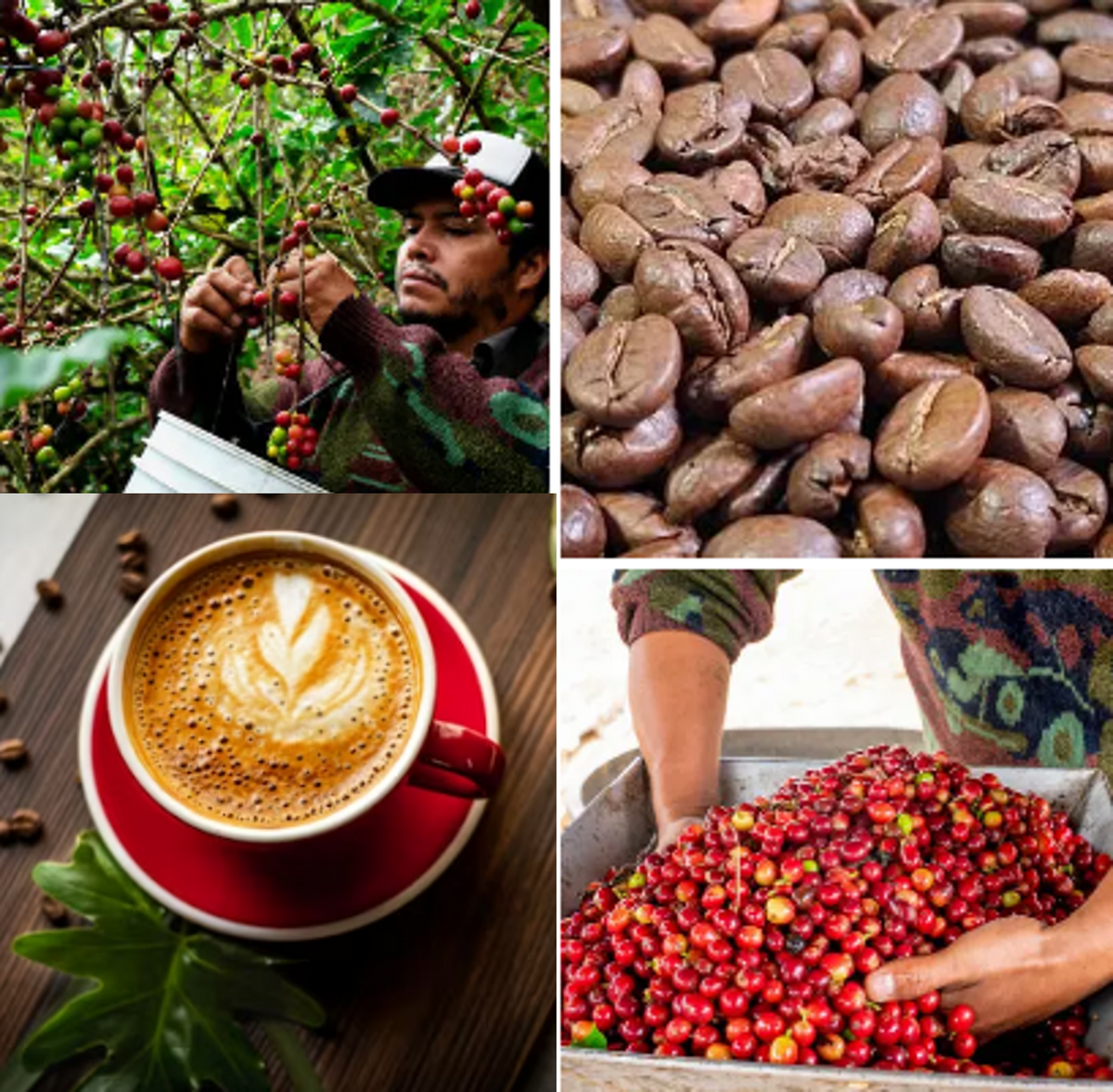 Medium Roast / Brown Sugar Mexico Chiapas Coffee